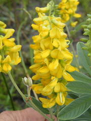 Eriosema psoraleoides