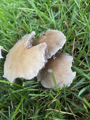 Candolleomyces