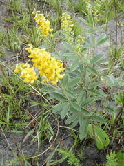 Eriosema psoraleoides