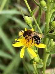 Colletes
