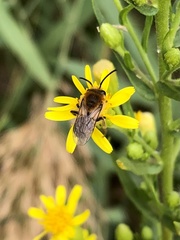 Colletes