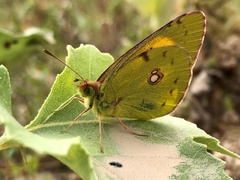 Colias croceus
