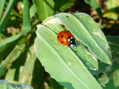 Coccinella septempunctata
