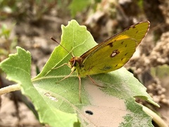Colias croceus