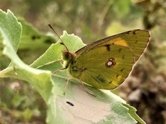 Colias croceus
