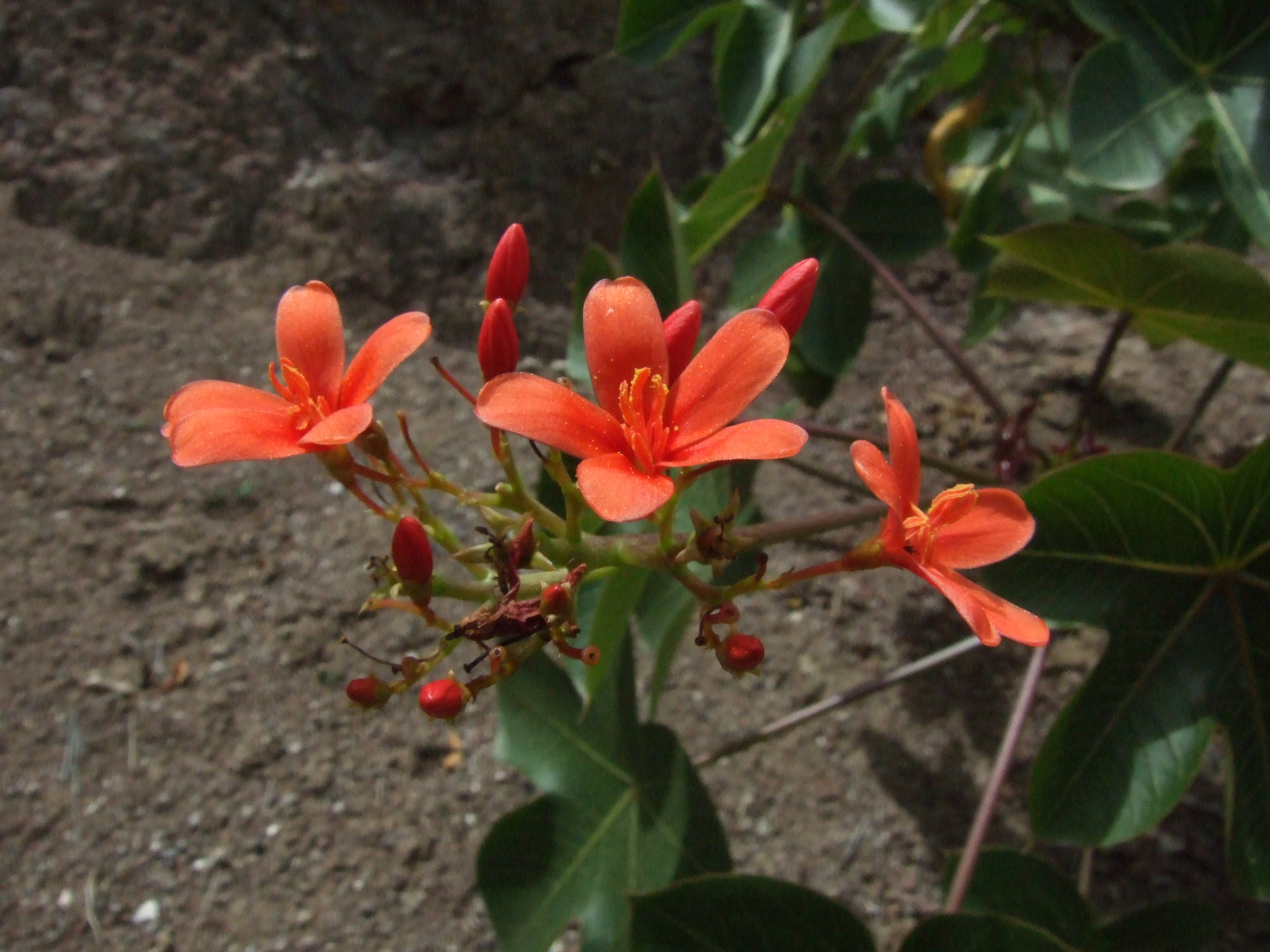 Jatropha nudicaulis image