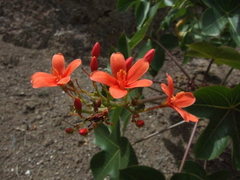 Jatropha nudicaulis