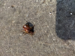 Scarabaeidae