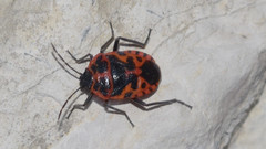 Eurydema eckerleini