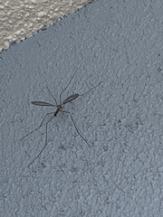 Tipulomorpha