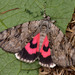Rosy Underwing - Photo (c) Paolo Mazzei, some rights reserved (CC BY-NC), uploaded by Paolo Mazzei