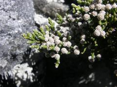 Brunia microphylla