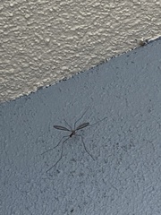 Tipulomorpha