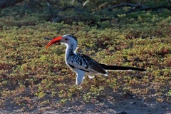 Tockus damarensis