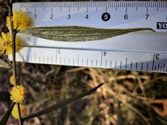 Acacia verniciflua