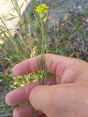 Erysimum canescens