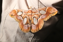 Rothschildia arethusa