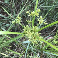 Cyperus ochraceus