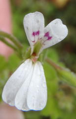 Pelargonium odoratissimum