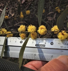Acacia verniciflua