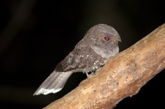 Nyctiphrynus ocellatus