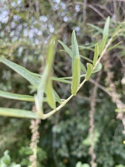 Buddleja alternifolia