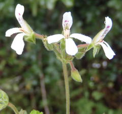 Pelargonium odoratissimum