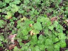 Pelargonium odoratissimum