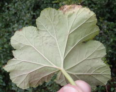 Pelargonium odoratissimum