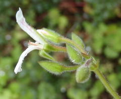 Pelargonium odoratissimum