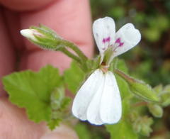 Pelargonium odoratissimum