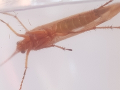 Limnephilus marmoratus