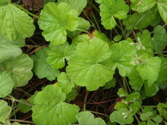 Pelargonium odoratissimum