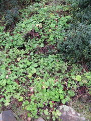 Pelargonium odoratissimum