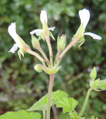 Pelargonium odoratissimum