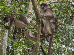 Piliocolobus tephrosceles