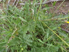 Rorippa nudiuscula