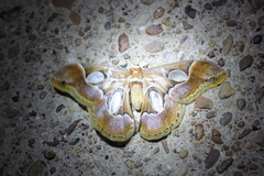 Rothschildia arethusa