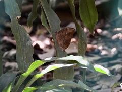 Zeuxidia amethystus amethystus