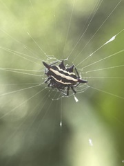 Gasteracantha doriae
