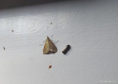 Saucrobotys futilalis