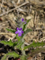 Verbena canescens