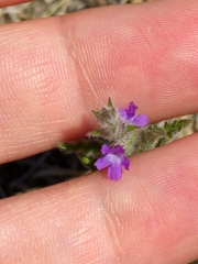 Verbena canescens