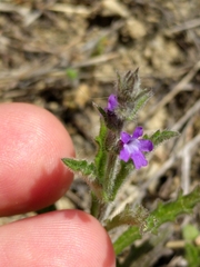 Verbena canescens