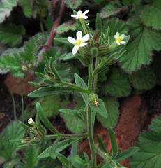 Polycarena silenoides