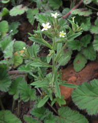 Polycarena silenoides