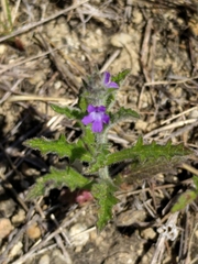 Verbena canescens