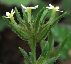 Polycarena silenoides