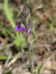 Verbena canescens