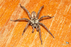 Hermacha